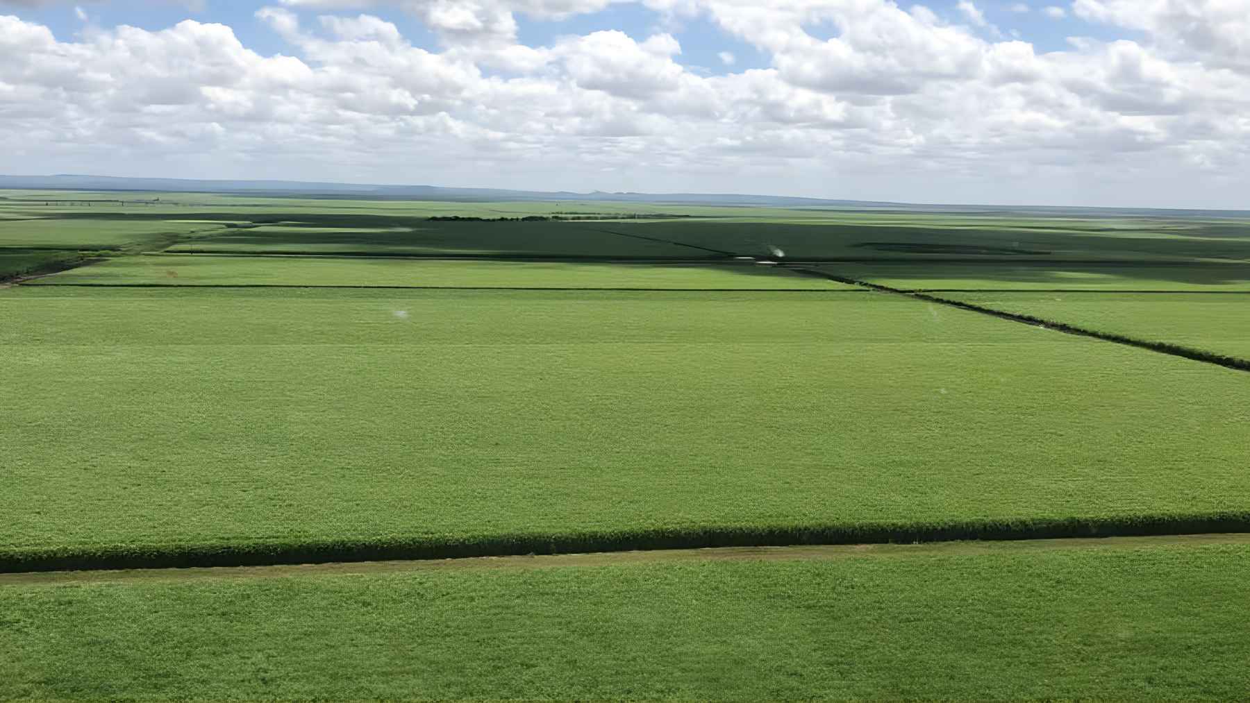 Sugarcane field in Brazil using precision irrigation as buried drip systems help save water and improve crop yields