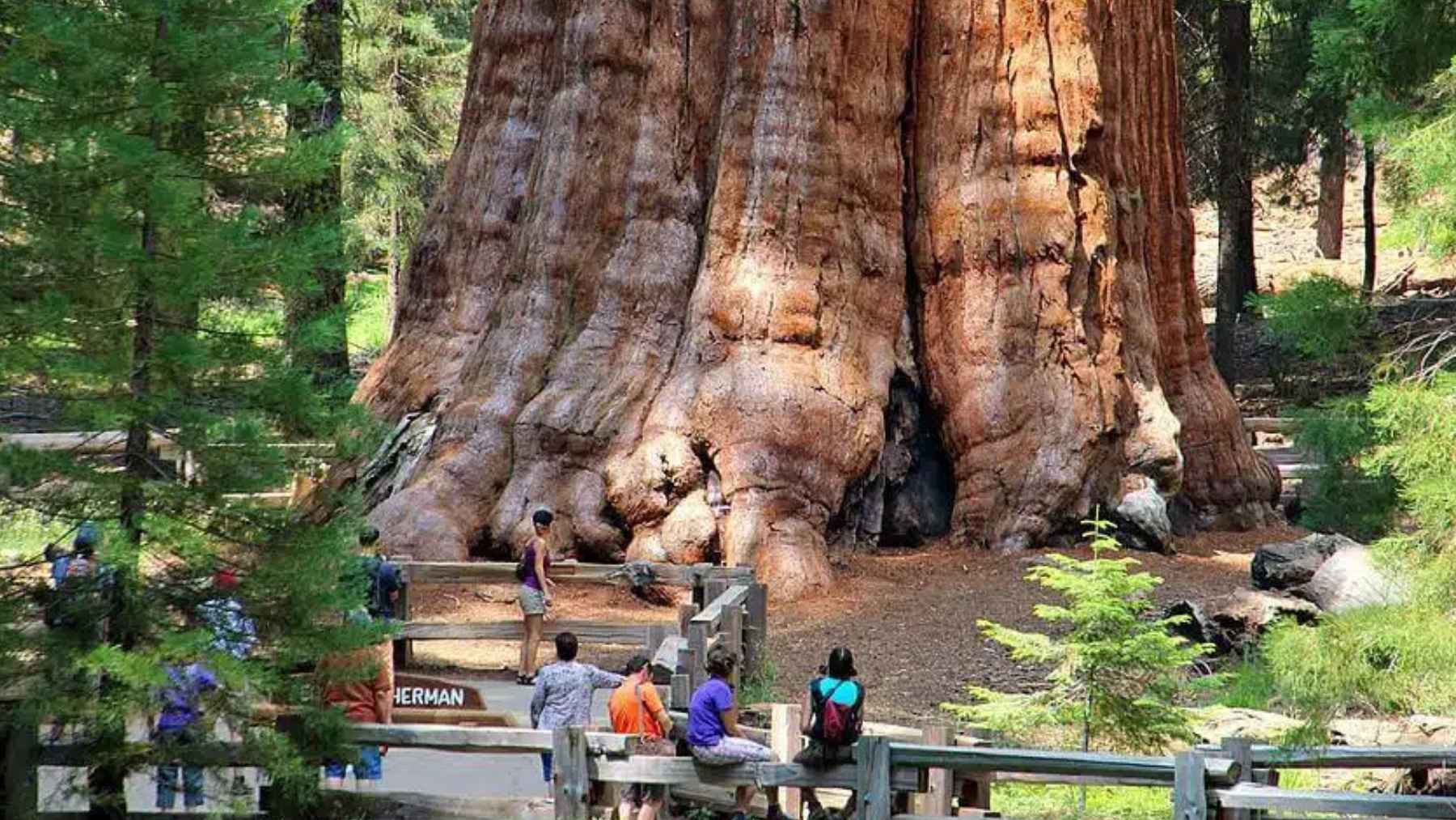 A massive, reddish-brown giant sequoia tree trunk rises in the center, towering over a wooden observation deck with several visitors in Northern California.