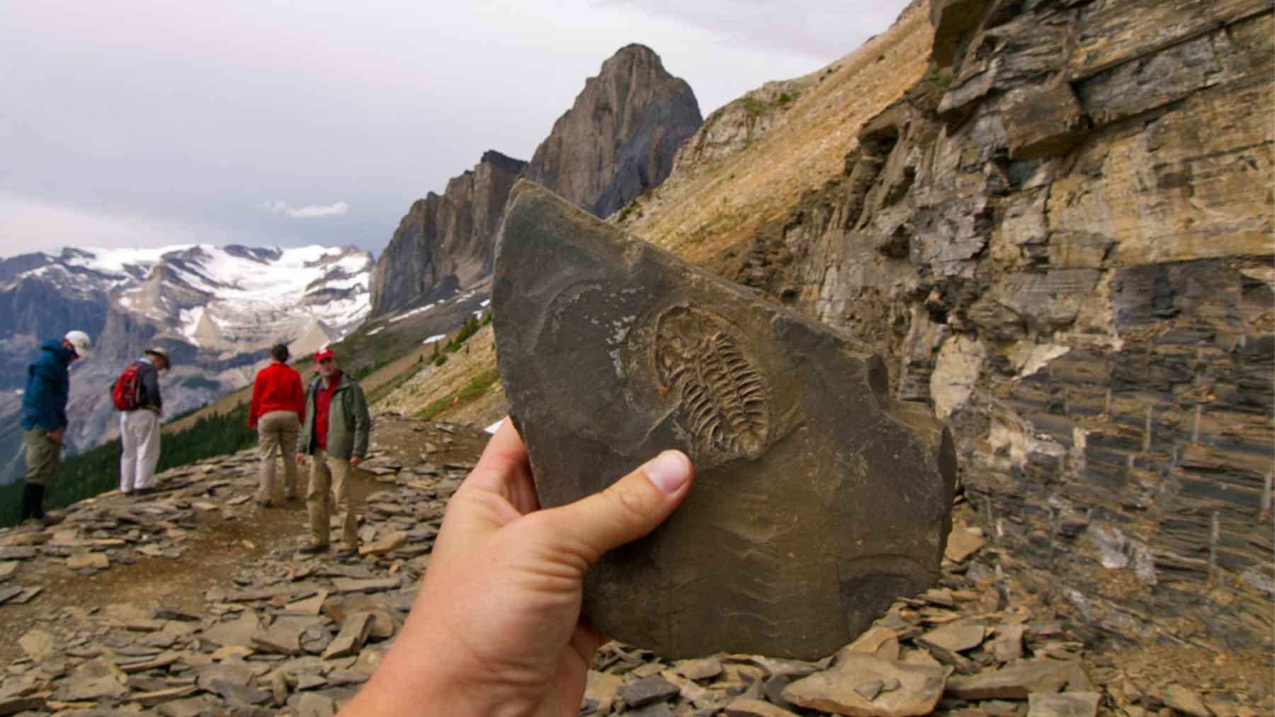 Fossil of Hallucigenia from the Burgess Shale showing spines and body structure linked to new research about its diet.