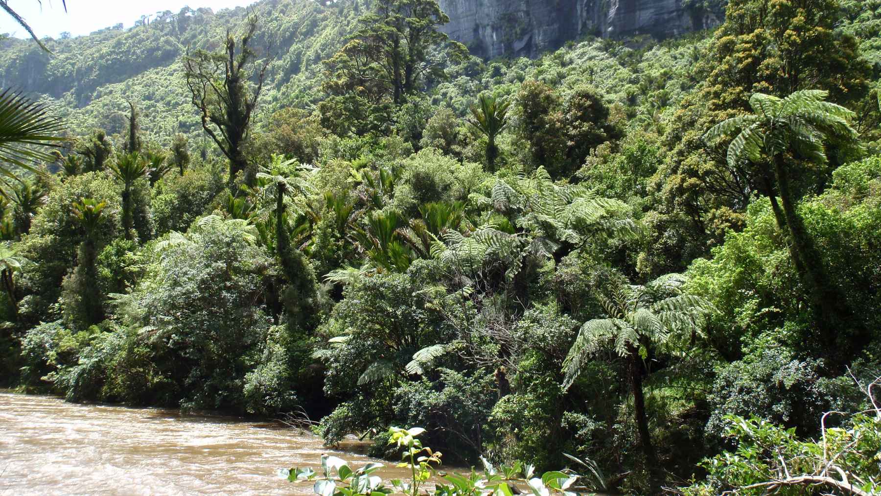 Wilding conifer pine trees spreading across New Zealand landscape and reducing river water levels