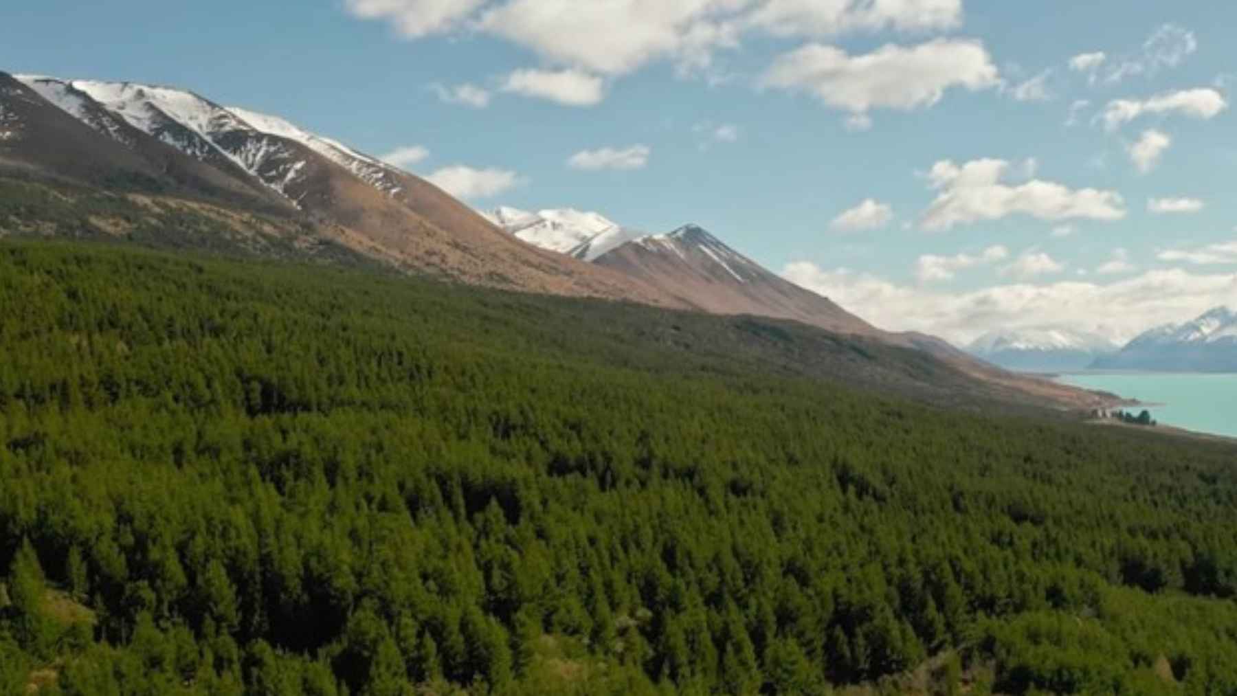 Dense wilding conifer forest covering mountain slopes in New Zealand near a lake, impacting natural water flow
