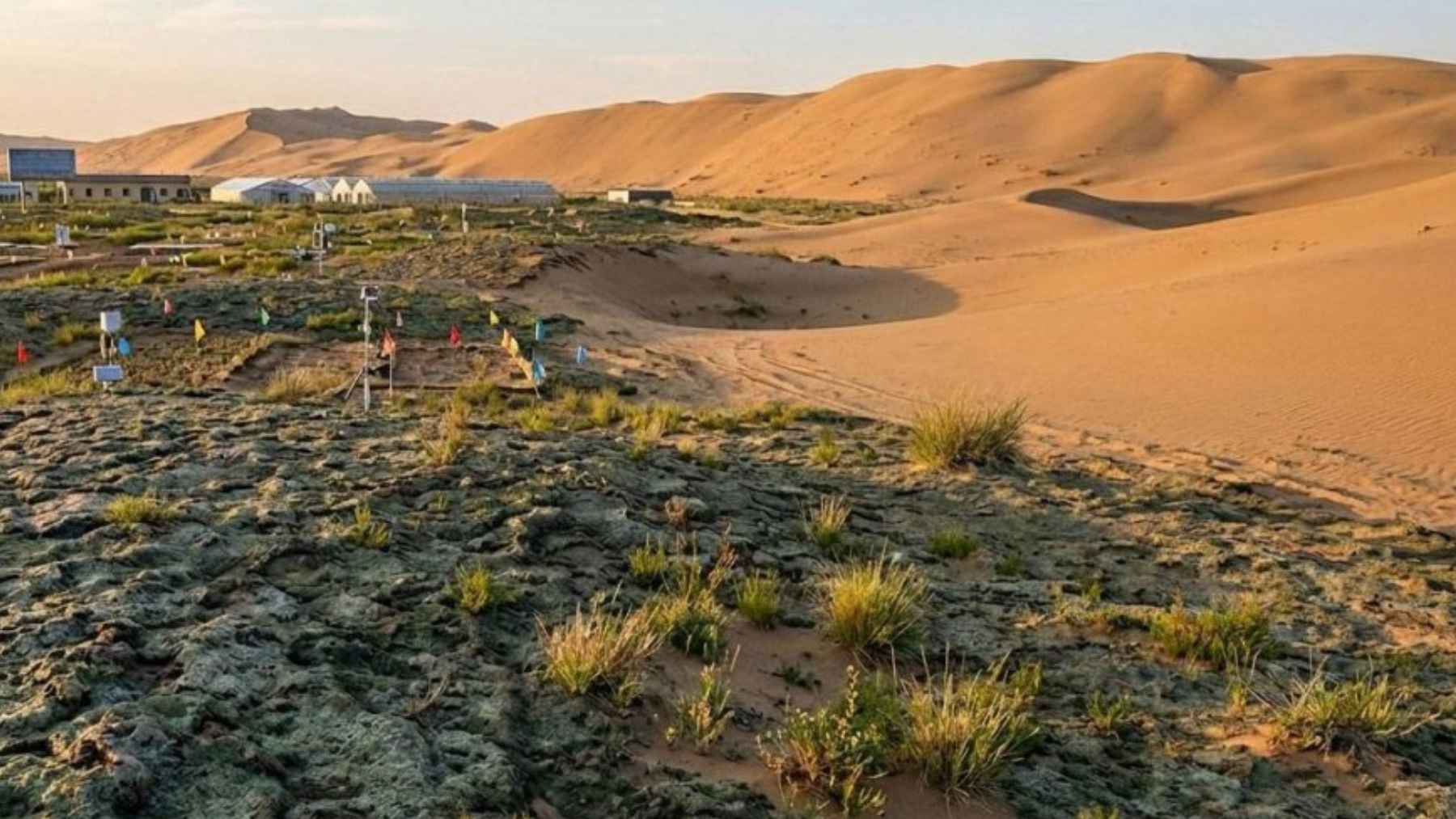 Desert surface treated with cyanobacteria forming a biological soil crust that stabilizes loose sand