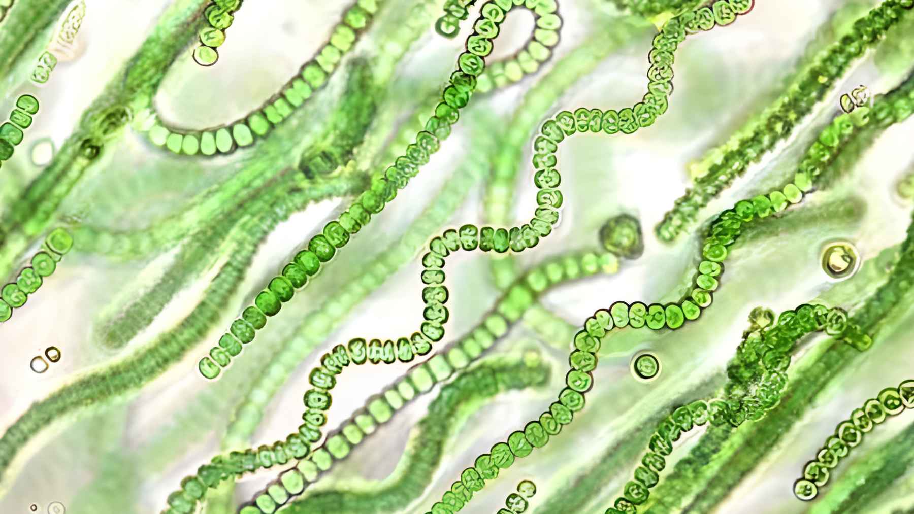 A microscopic view of green, chain-like cyanobacteria filaments used in the development of desert-stabilizing soil seeds.