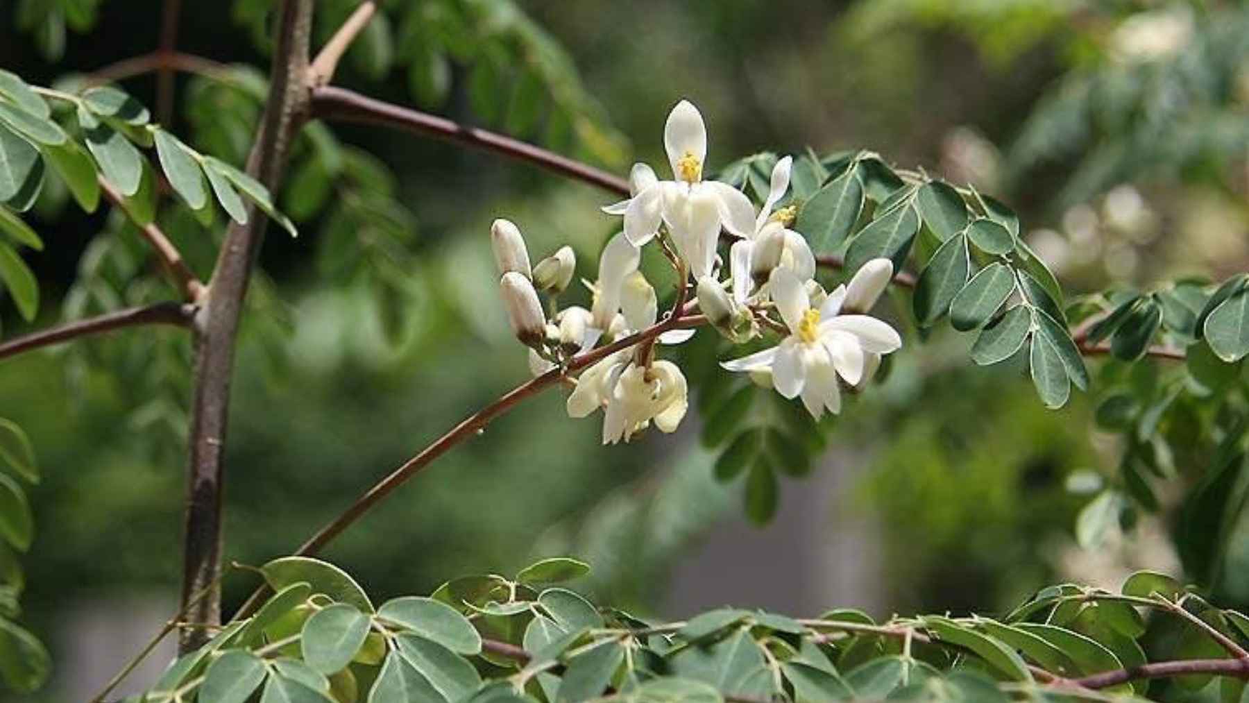 Close-up of moringa seeds and powder used in water treatment experiments to remove microplastics from drinking water