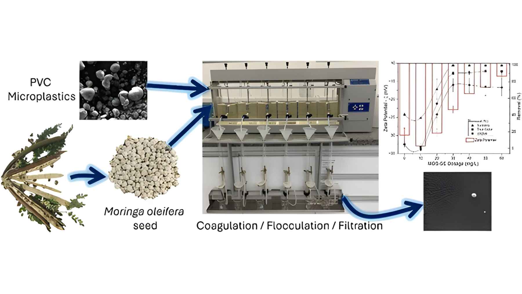 Diagram showing moringa seeds used in coagulation and filtration to remove PVC microplastics from water