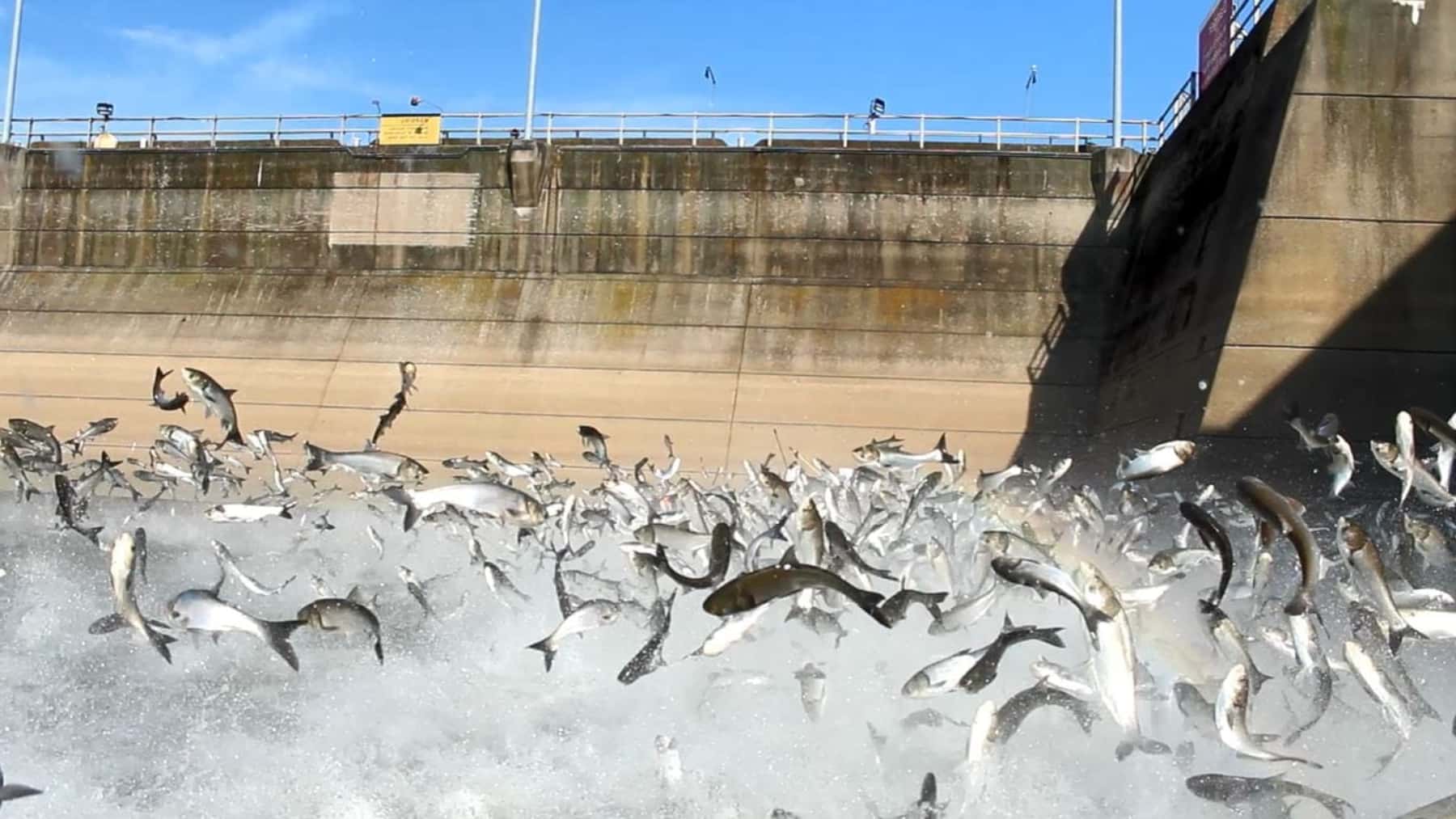 Decenas de carpas saltando fuera del agua junto a una presa en un río