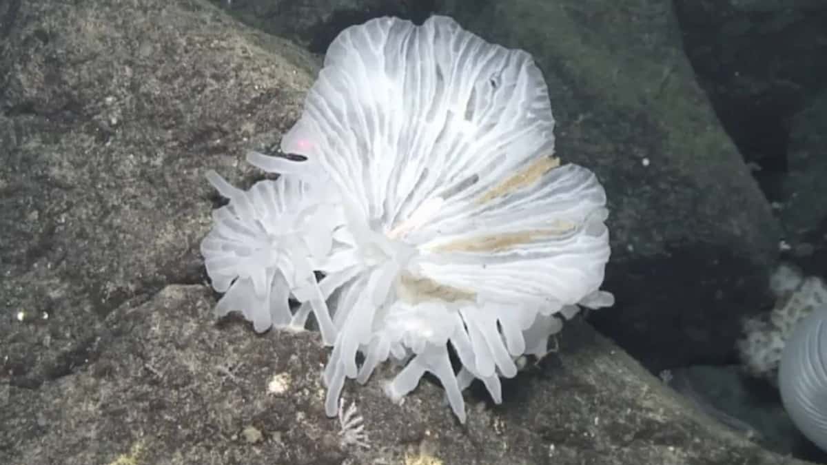 Extraña esponja de cristal documentada (The Nippon Foundation-Nekton Ocean Census/JAMSTEC)