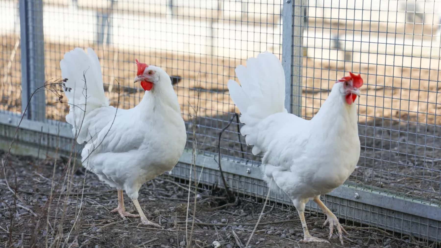 Dos gallinas blancas de corral junto a una valla metálica en una granja avícola.