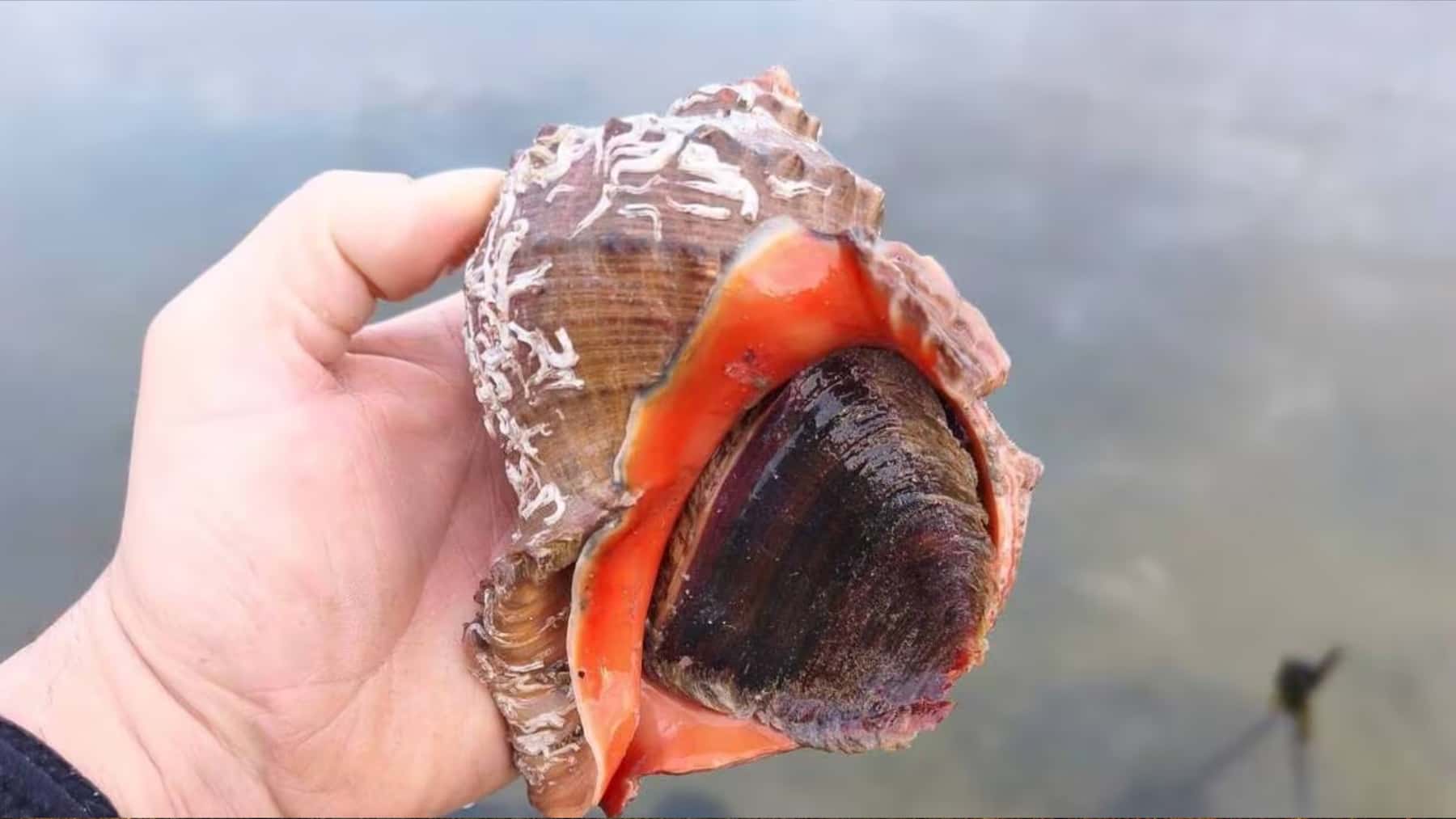 Molusco marino dentro de una caracola sostenida con la mano junto al agua.