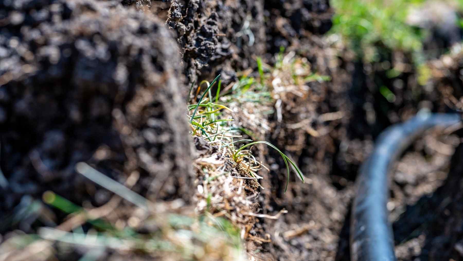 Sistema de riego por goteo subterráneo instalado bajo el suelo en un cultivo agrícola para mejorar el uso del agua