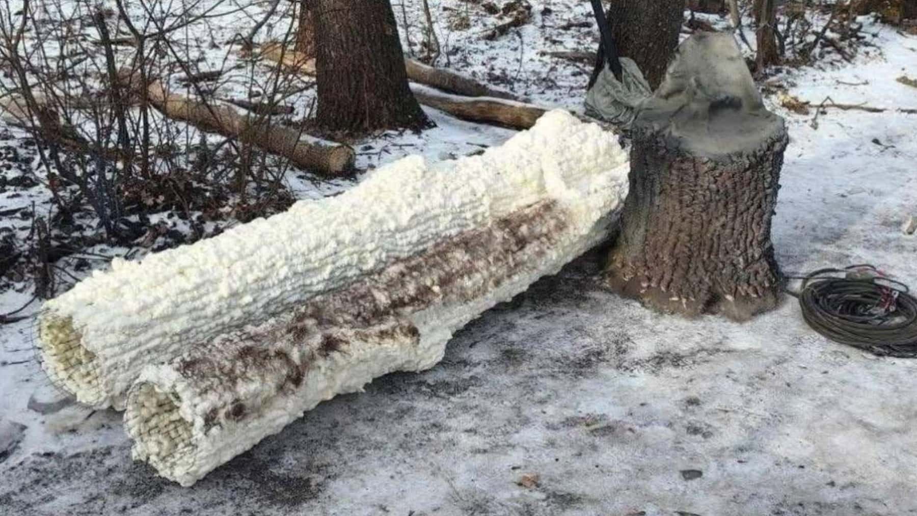 Tronco talado cubierto de espuma aislante junto a un árbol en un bosque nevado.