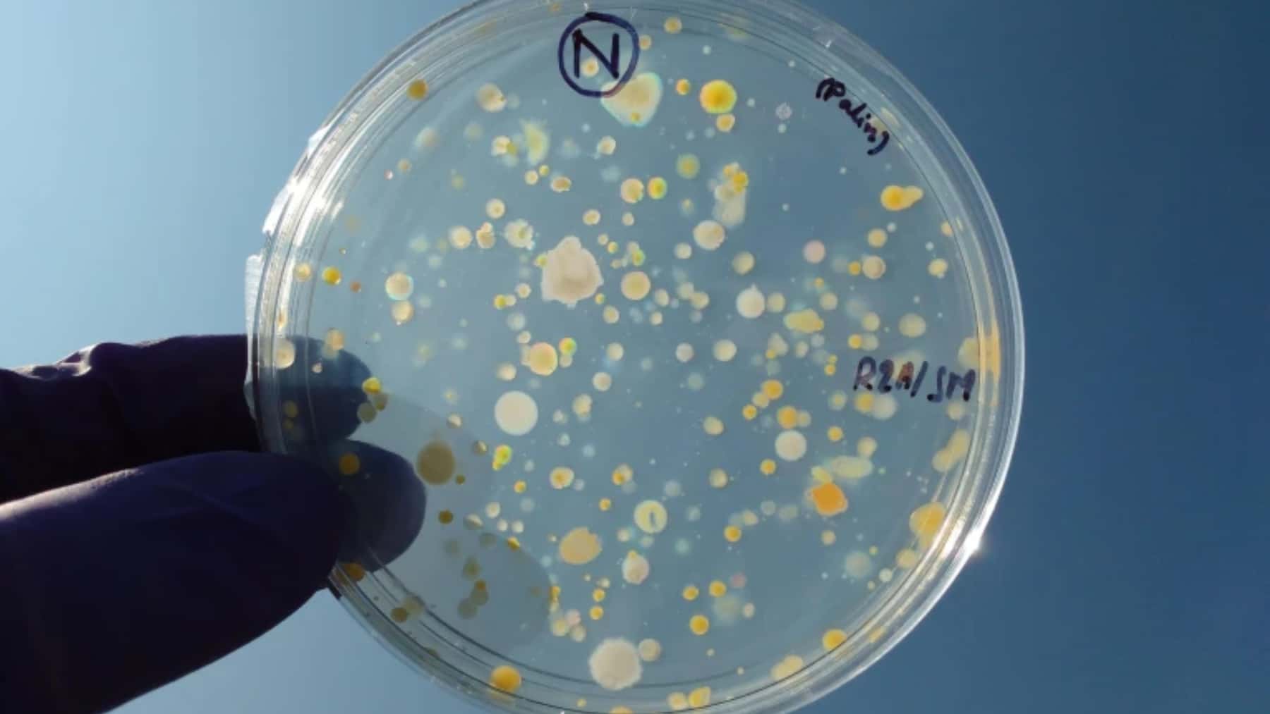 Placa de Petri con colonias bacterianas de distintos tamaños sostenida con una mano enguantada