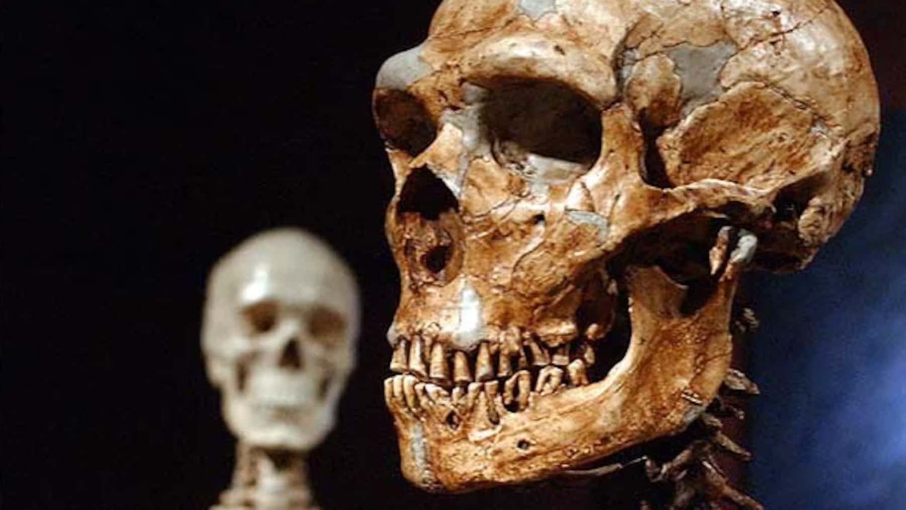 craneo-fosil-de-hominido-en-primer-plano