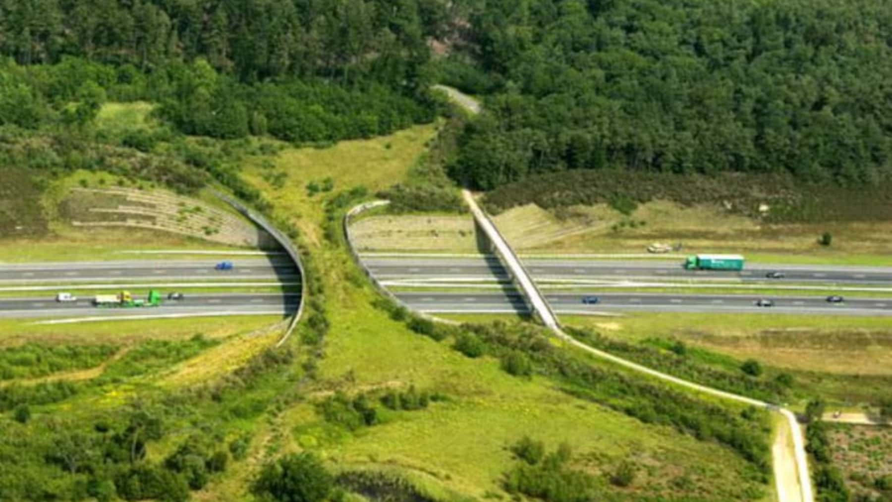 La M-607 tendrá un gran paso de fauna durante las obras del tercer carril para mantener la conexión ecológica